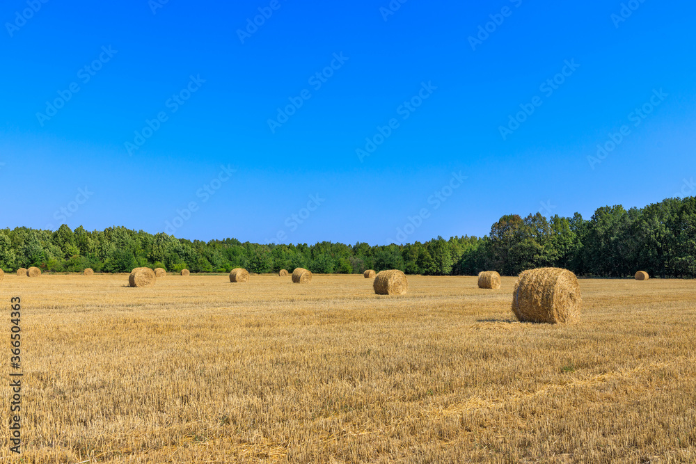 Rolls of haystacks on the field as agriculture harvest concept