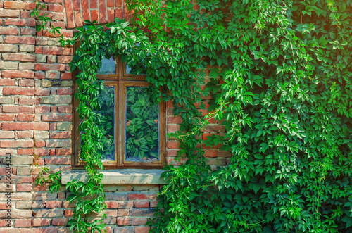 Old window in abandoned brick house is overgrown with vines. Lea