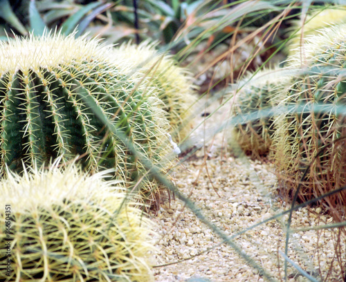 Cacti.