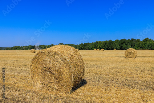 Rolls of haystacks on the field as agriculture harvest concept