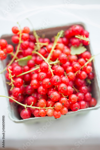 Red currants in punnet on white background 