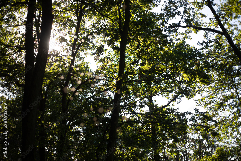 Sonnenstrahlen im Wald zwischen den Bäumen mit Bokeh aus Fliegen im Vordergrund Sonnenstrahlen im Wald zwischen den Bäumen mit Bokeh aus Fliegen im Vordergrund