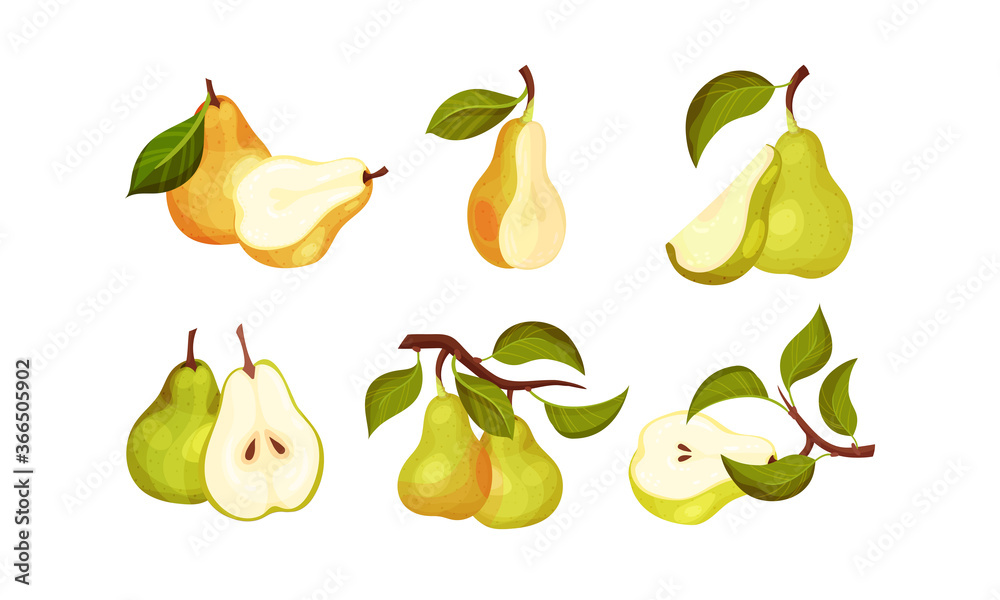 Pomaceous Pear Fruit with Upper End of Flower Stalk and Green Fibrous Leaf Vector Set Pomaceous Pear Fruit with Upper End of Flower Stalk and Green Fibrous Leaf Vector Set