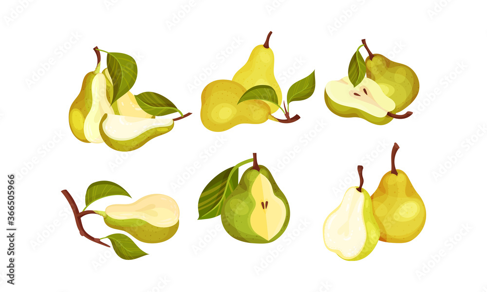 Pomaceous Pear Fruit with Upper End of Flower Stalk and Green Fibrous Leaf Vector Set Pomaceous Pear Fruit with Upper End of Flower Stalk and Green Fibrous Leaf Vector Set