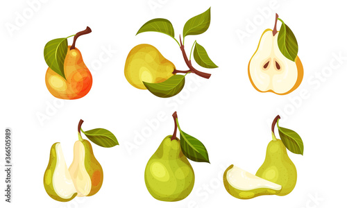 Pomaceous Pear Fruit with Upper End of Flower Stalk and Green Fibrous Leaf Vector Set