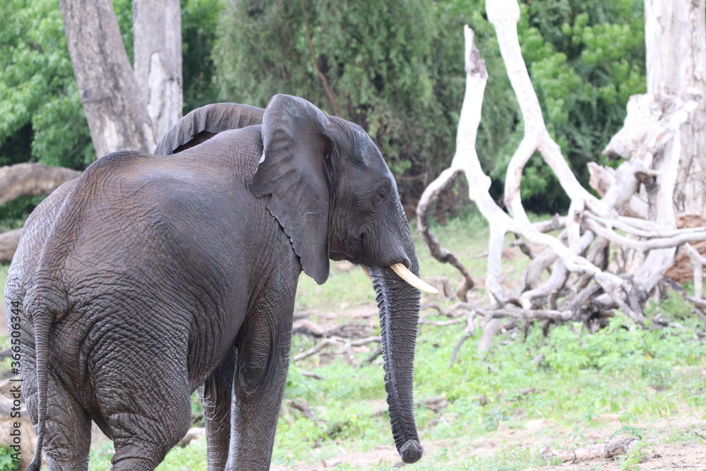 Fototapeta premium African Elephants playing by the Chobe River in Botswana
