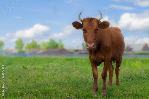 Fototapeta Naklejka Na Ścianę i Meble -  Red cow in the pasture near the village