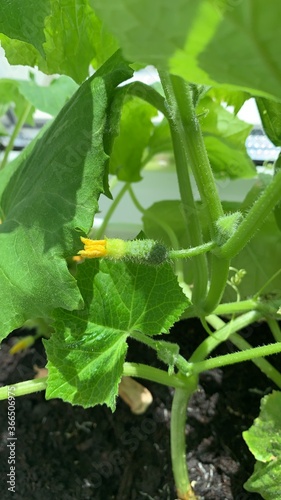 zucchini in the garden