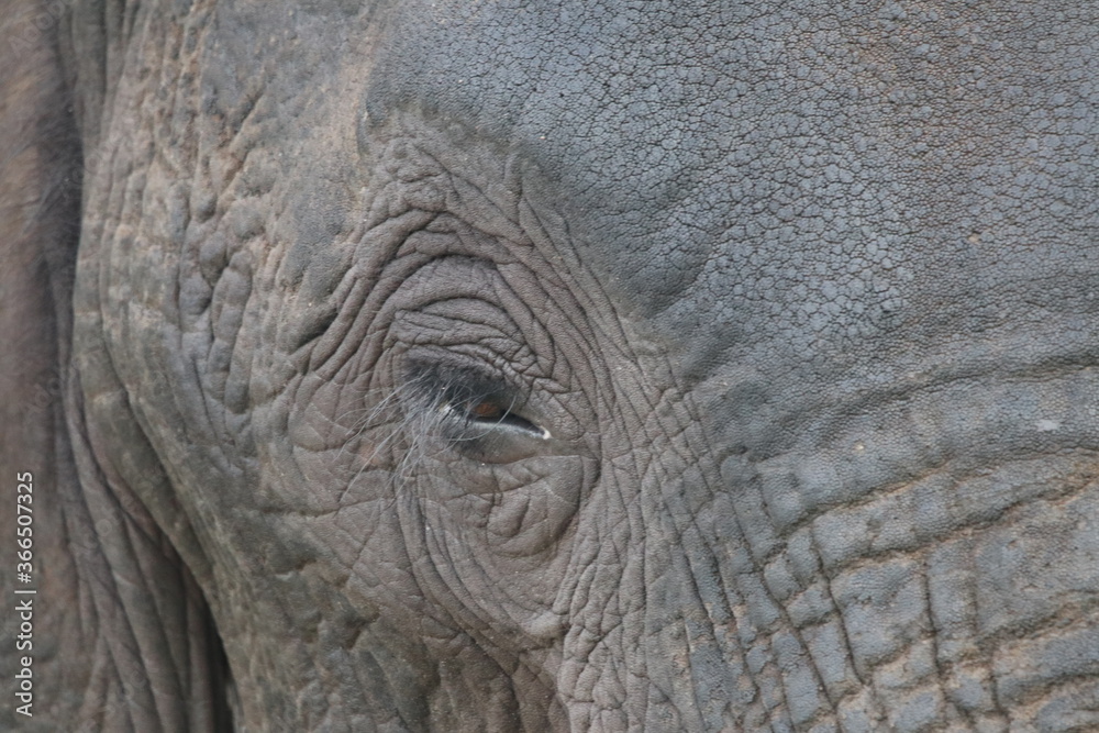 African Elephants playing in the Chobe National Park African Elephants playing in the Chobe National Park