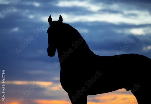 silhouette of a horse © Tani