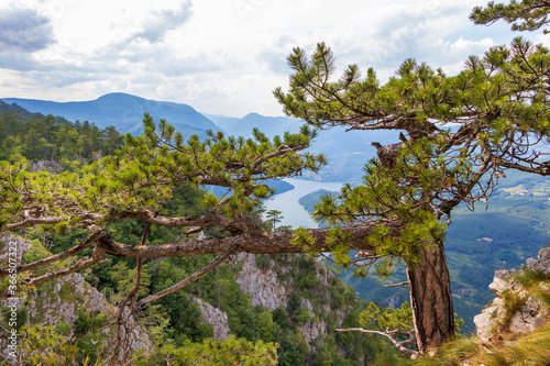 Tara mountain, National park in Serbia