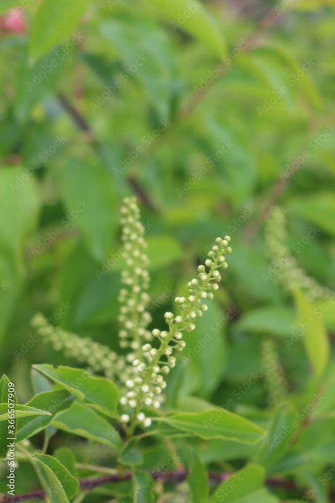 Bird cherry blossom buds will bloom on tree branches soon
Bird cherry blossom buds will bloom on tree branches soon
