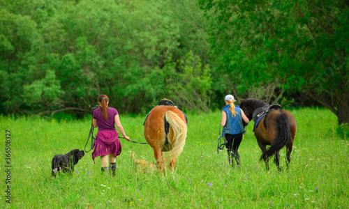 Two horsewomen, their horses and dogs are walking on the grass against the background of trees, the back view.