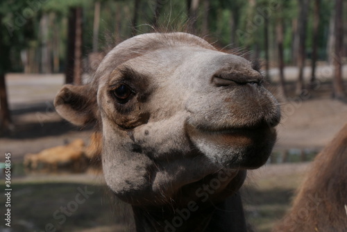 Trampeltier 1 Serengetipark