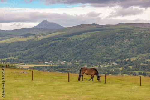 Horse in the Scottish Highlands