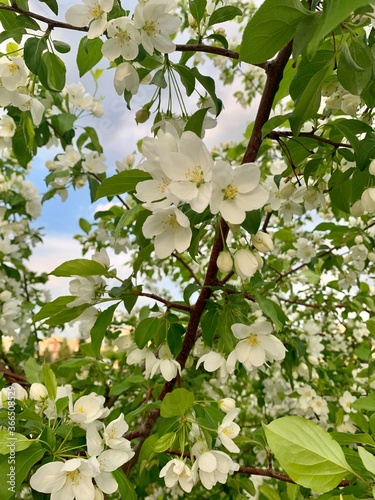 blossoming apple tree