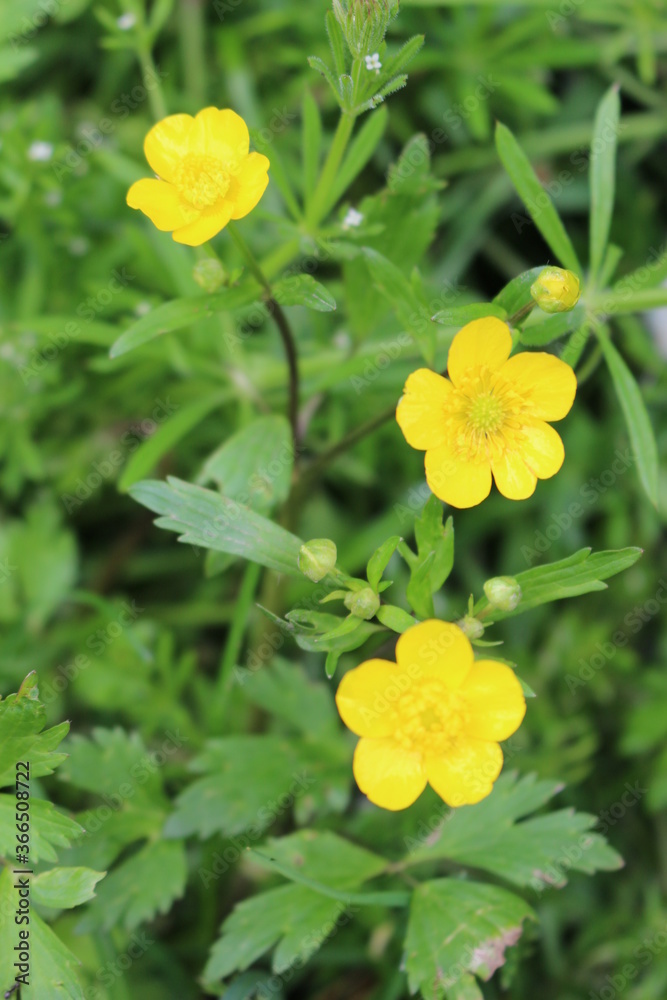 Fototapeta premium Yellow flowers buttercups bloom in the meadow in summer