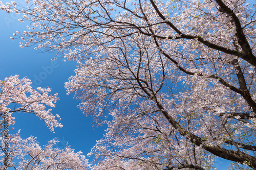 Принти на полотні 青空は桜に似合う