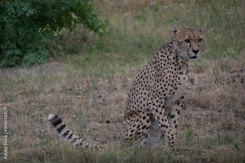 Gepard Sitzend Serengetipark 2