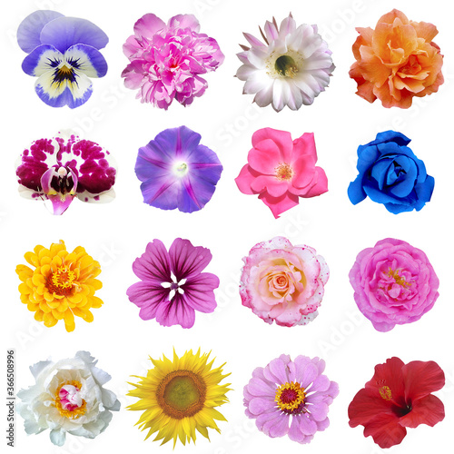 Macro photo of flowers set rose, arnica montana, daffodil, blue periwinkle, pansy, white rose, lily on a white isolated background