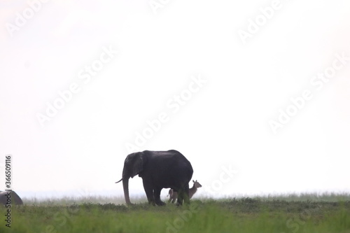 African Elephants playing in the Chobe National Park in Botswana