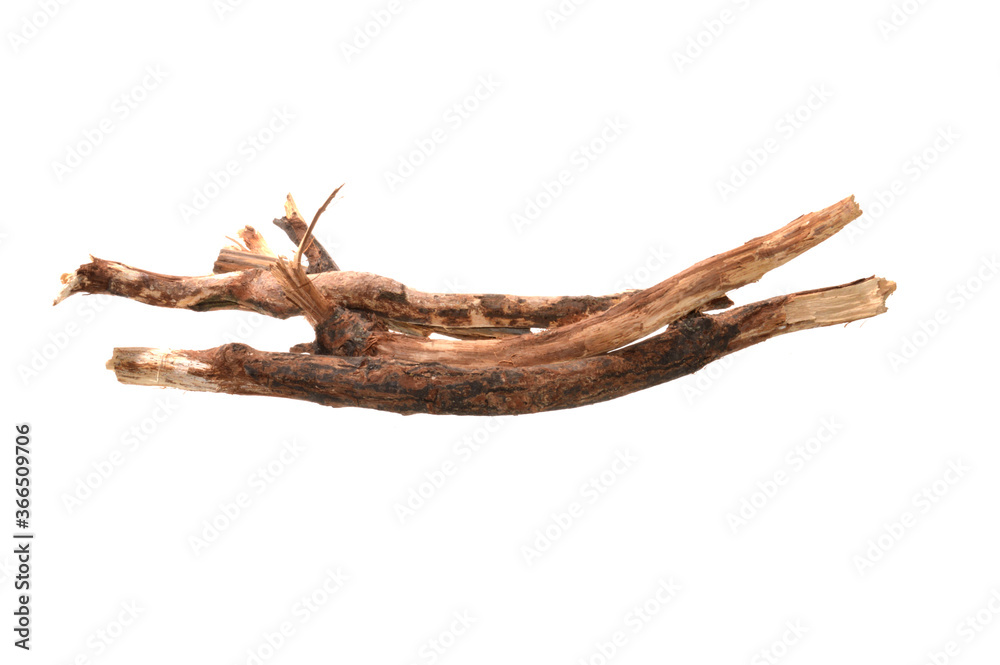oak branches isolated on white background oak branches isolated on white background