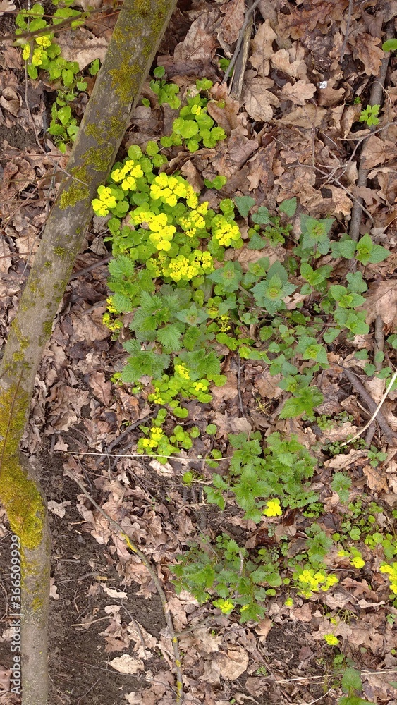 Fototapeta premium first yellow spring flowers in Russian forest