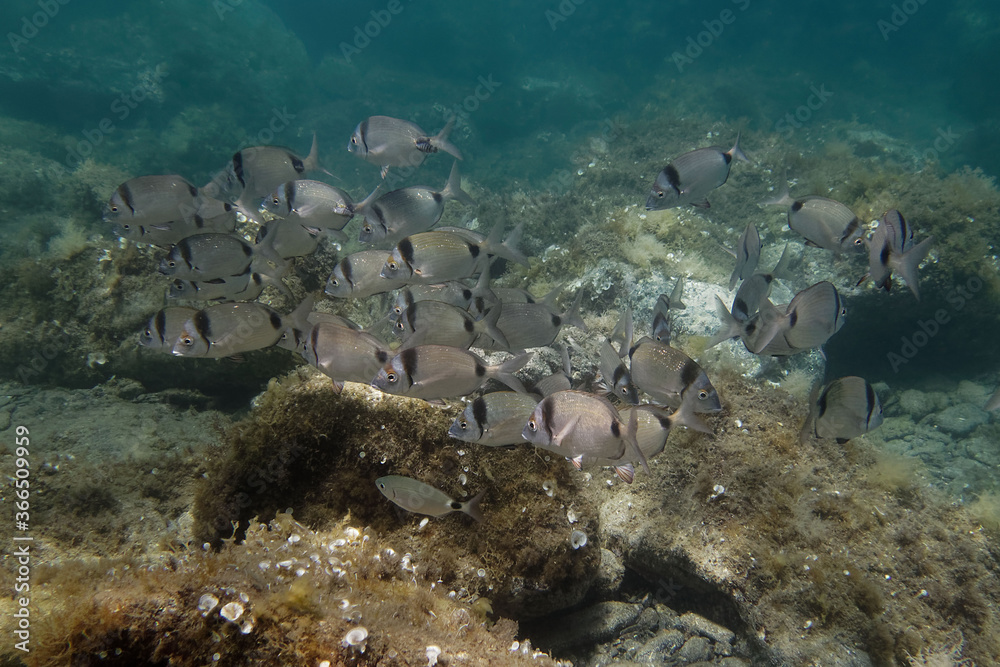School of Two banded bream (Diplodus vulgaris) in Mediterranean Sea School of Two banded bream (Diplodus vulgaris) in Mediterranean Sea