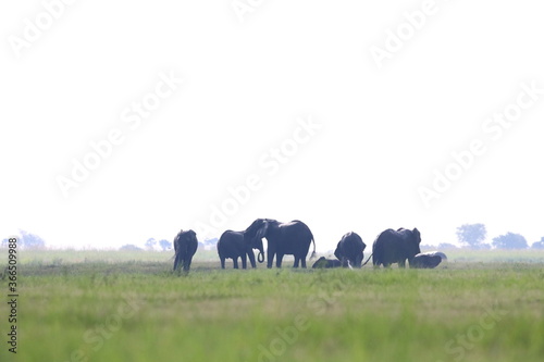 African Elephants playing in the Chobe National Park in Botswana