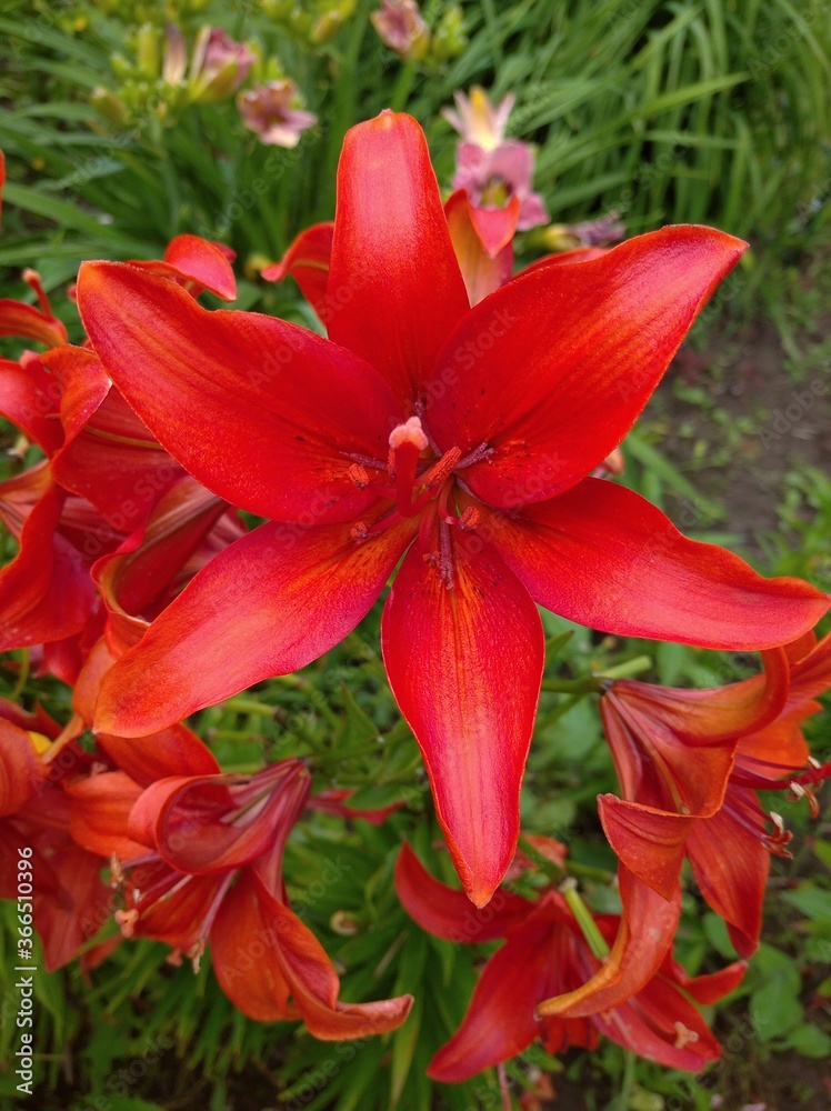 Red garden daylily in july Red garden daylily in july