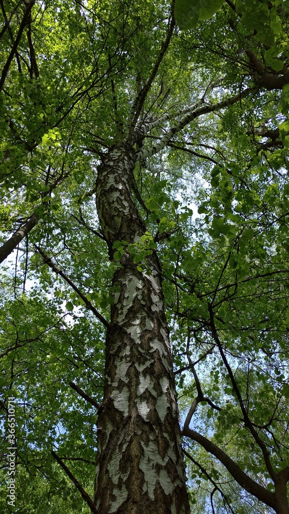Tall white Russian birch in June