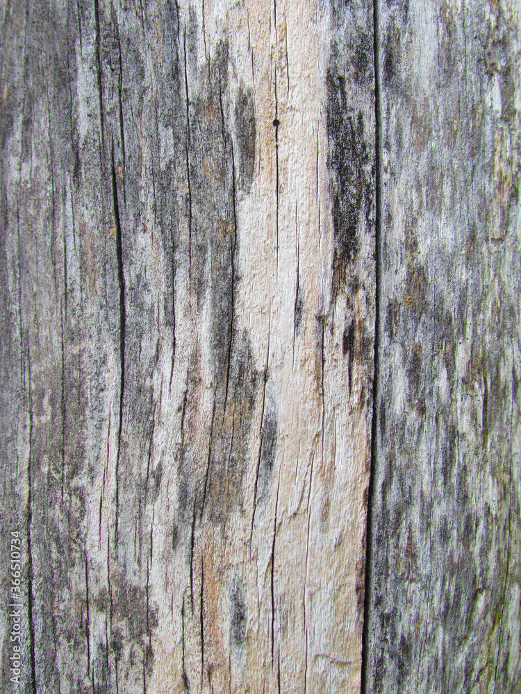 Background wooden texture surface of old wood gray color close up Background wooden texture surface of old wood gray color close up