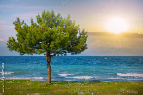 Fototapeta Naklejka Na Ścianę i Meble -  beautiful trees by the lake