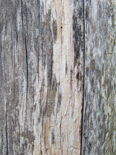 Wallpaper Mural Background wooden texture surface of old wood gray color close up Torontodigital.ca
