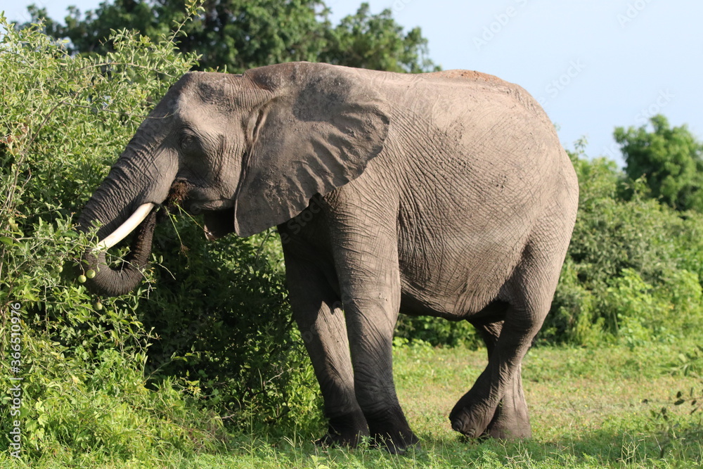 African Elephants playing by the Chobe river in Botswana African Elephants playing by the Chobe river in Botswana