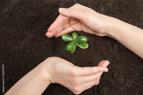 Woman hand holding young green sprout in the ground.