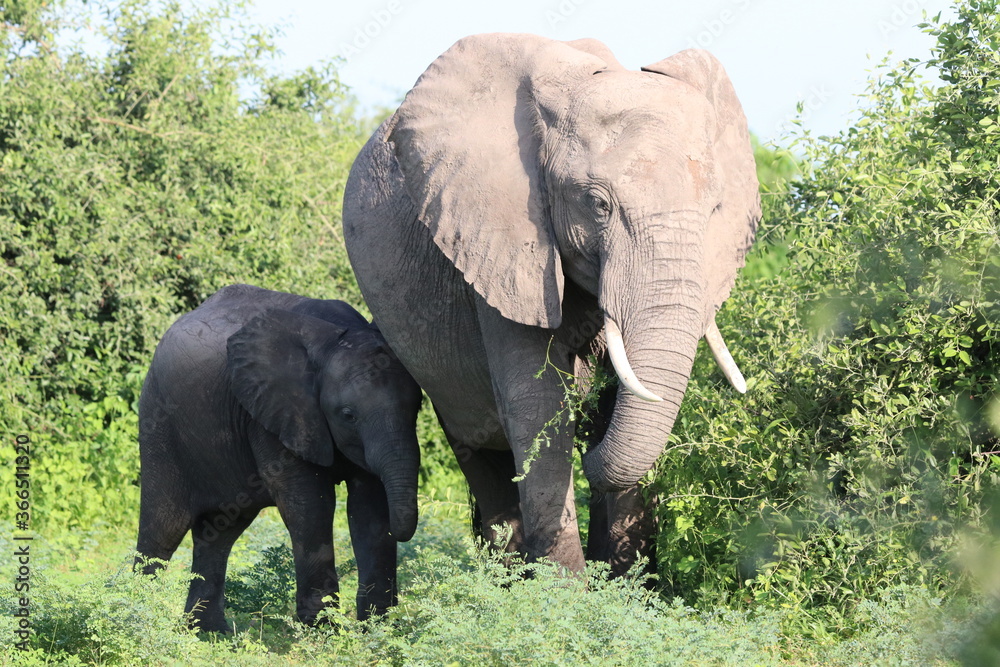 Naklejka premium African Elephants playing by the Chobe river in Botswana
