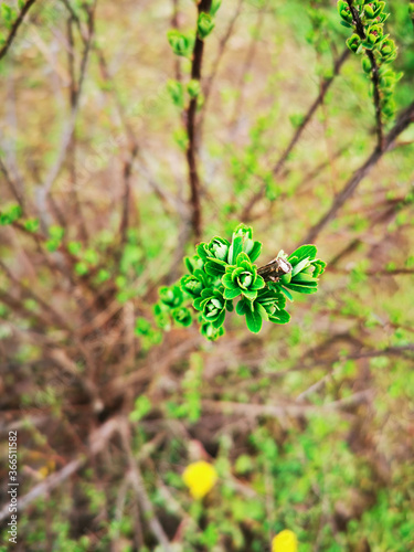 butterfly on green leaf