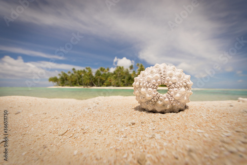 seashell on tropical beach photo