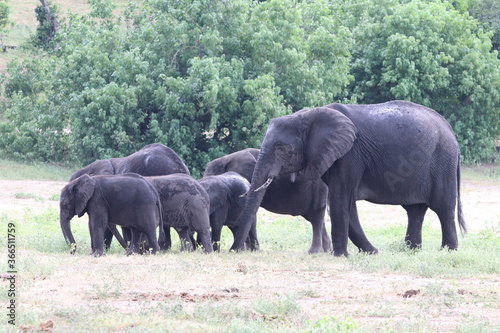 African Elephants playing by the Chobe river in Botswana © ChrisOvergaard