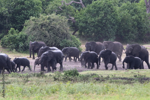 African Elephants playing by the Chobe river in Botswana