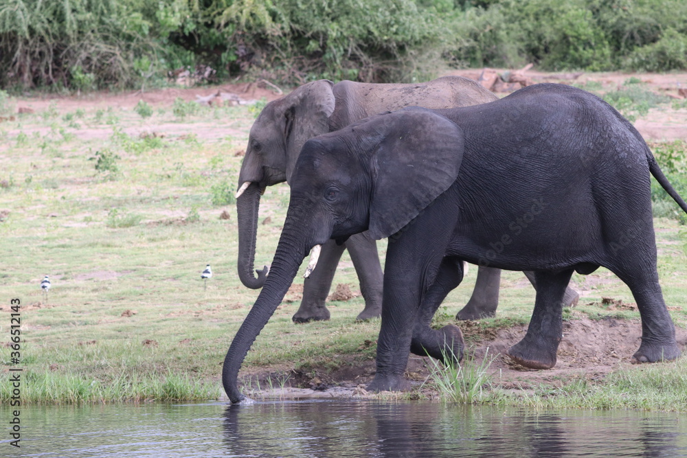 African Elephants playing by the Chobe river in Botswana