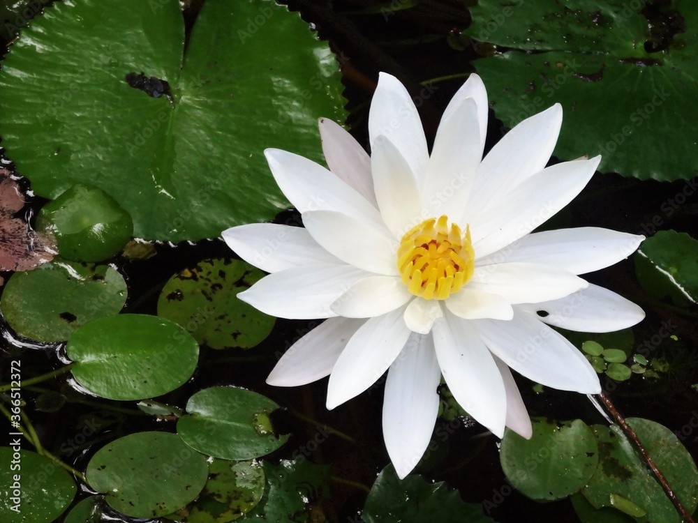 Radiant White Water lily on a Dark Pond Radiant White Water lily on a Dark Pond
