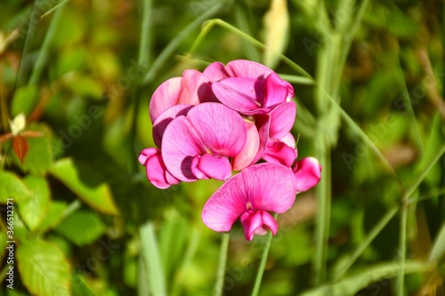 Pink wild pea flowers (Lathyrus latifolius) on the edge of a path protected by a bush. photo