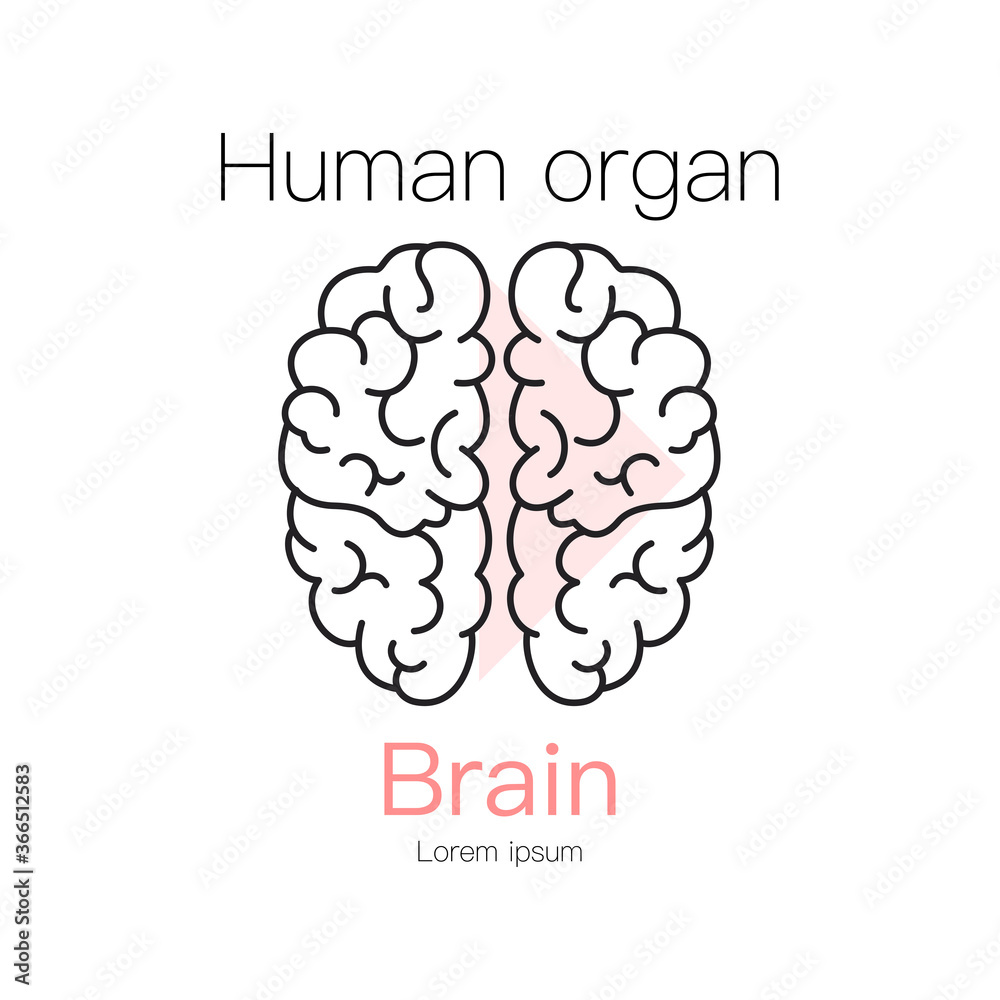 Brain human organ outline icon. Brain vector illustration. Brain human organ outline icon. Brain vector illustration.