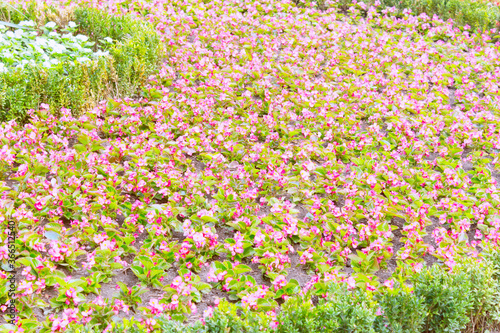 Garden of flovers in summer