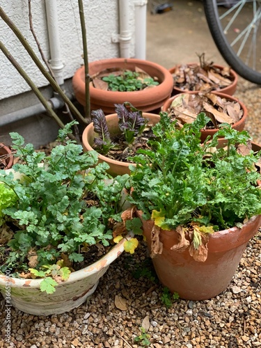 Plant pots