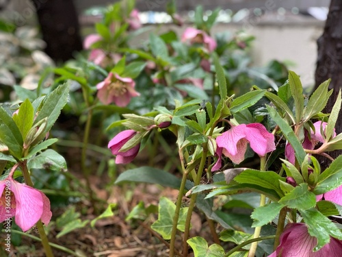 Christmas Rose