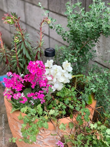 Flowers