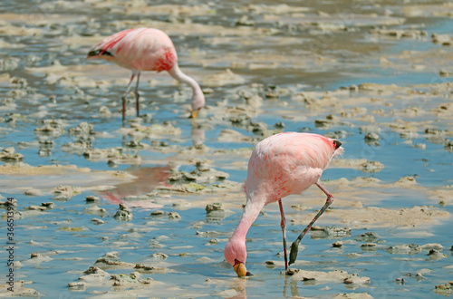 Pair of Pink Flamingos Grazing in the Shallow Saline Water of Laguna Hedionda Lake in Bolivian Altiplano, Potosi, Bolivia, South America